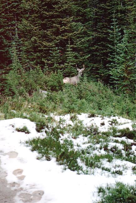 th_Scan659.jpg