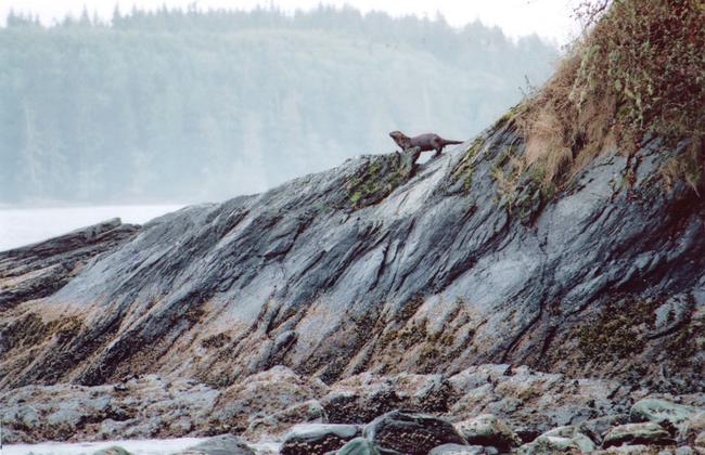 Otter lookout near our campsite.