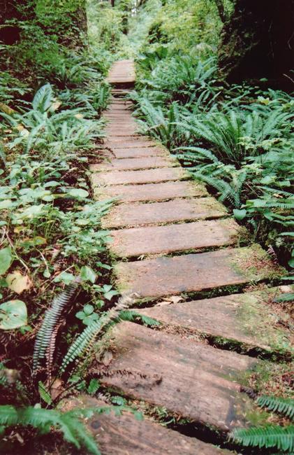 Now the slippery moss covered boardwalk and 30 ft logs over deep trenches and log-strewn valleys became the new challenge.