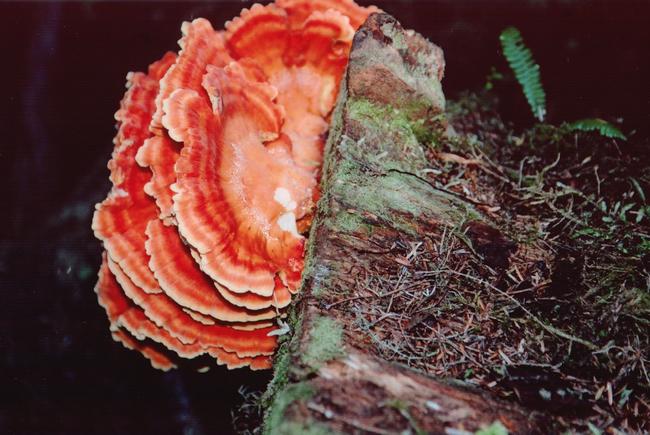 Interesting colourful bracket fungus on the trail.