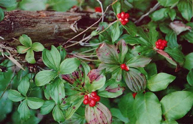Salmon berries, we think?