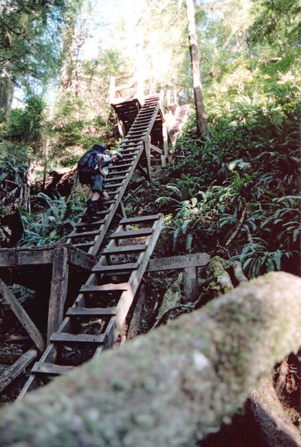 The ladders descend to Walbran creek.