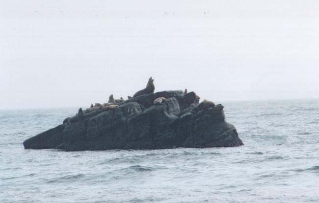 We spot some Sea Lions near the beach at Carmanah. The lighthouse keeper invites us to take a look at them in his high powered telescope. With this intense magnification, we are even able to see their whiskers up close.