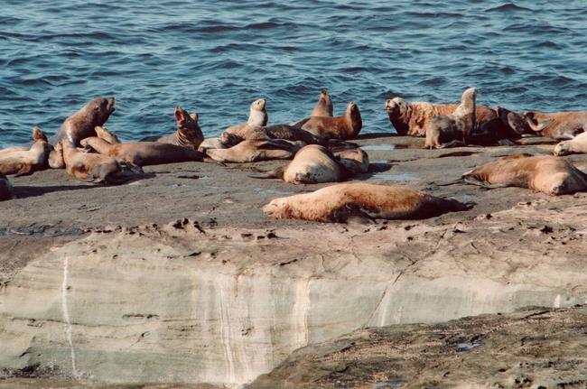 They look like giant Sea Slugs, sunbathing on the rocks, and frollicing about with their loud trumpet like moans. It's hard to pull ourselves away from this serene natural setting, but we must make it to the trail head and our transportation connection.