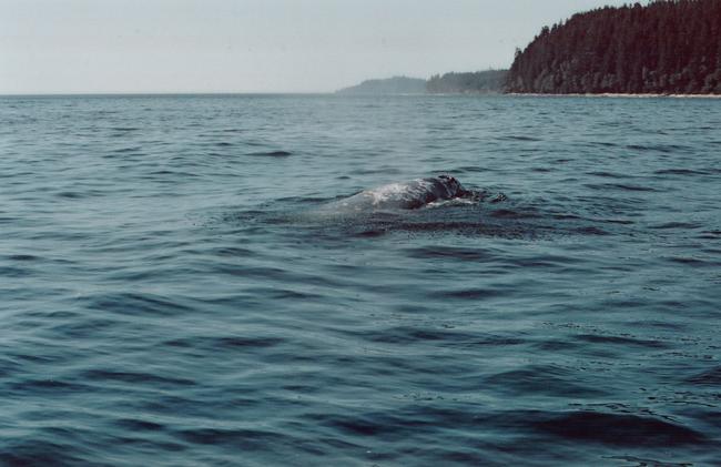 The boat stops and turns in circles around a couple of Grey Whales that have appeared to enjoy our company! The swirlling really isn't good on the stomach though!!