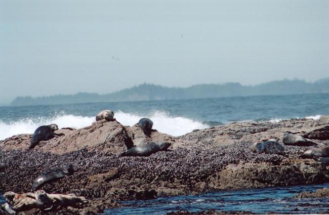 A Seal community stopping for a little R&R on the rocks.