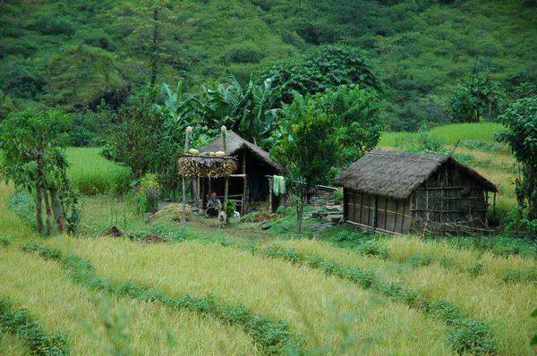 Beautiful rice terraced fields.