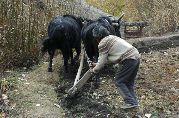 Nepalese farmer plowing his field