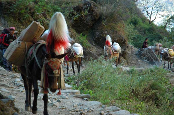 Pack horses with their backs loaded, carrying supplies up the trail to the next village. The lead horse is always flamboyantly decorated.