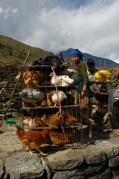 Chicken transport!