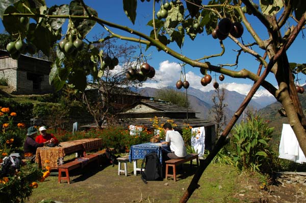 This is our lunch stop, with panaramic views (see next photo). Today we are climbing 1600m to the town of Ghorepani.