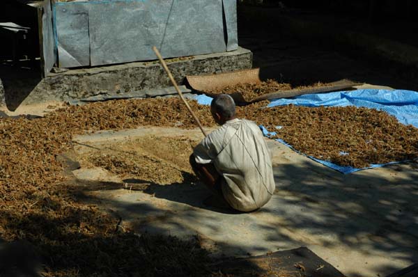 Preparing the harvest millet