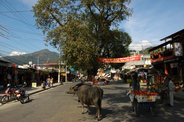 Our welcome to Pokhara, a busy tropical tourist town with wonderful lakeside views