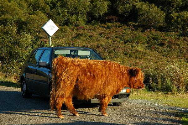Traffic Delay