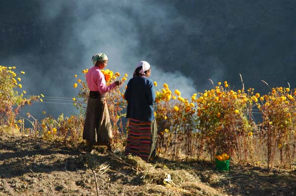 The Tihar festival will begin soon. The local women are picking marigolds which they string on garlands in preperation for the festival.