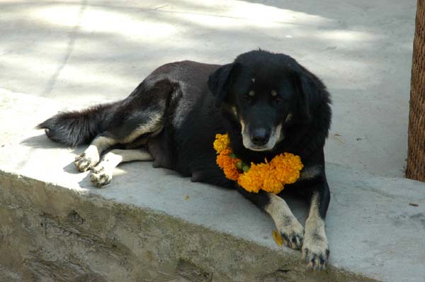 Tihar festival begins today. On the first day, the dog is honoured and garlanded. They look very cute in their floral decor.