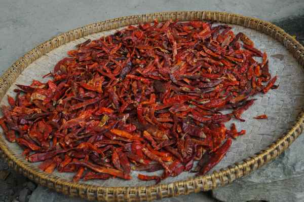 Hot red chillies drying in the sun. Nepali people eat these straight up.