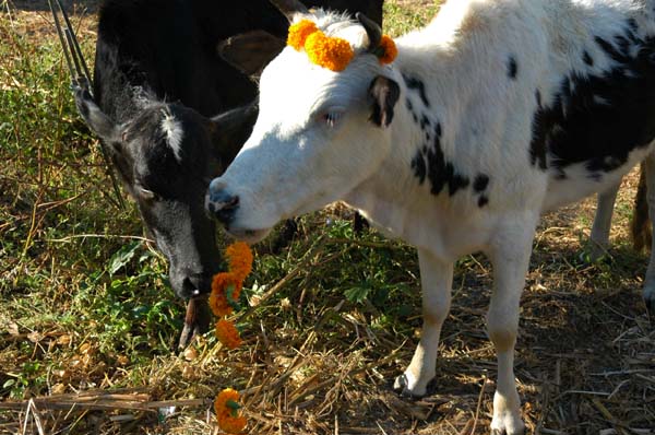 Hello, may I eat your garland?