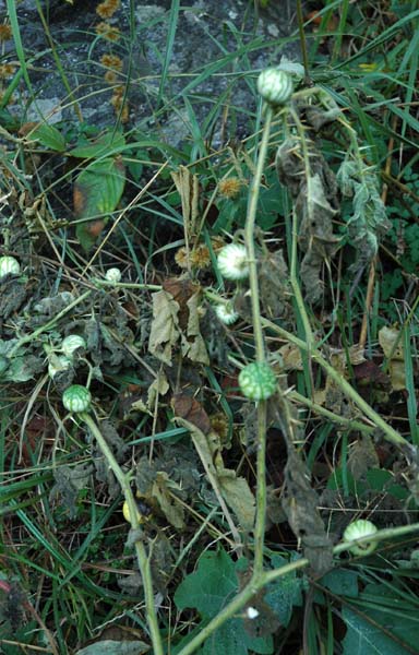 Bonkra, a plant with medicinal properties