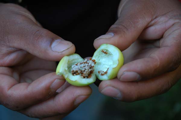 From this thorny plant, the fruit is taken, seeds removed, dried and rolled into a cigarette. The smoke of the cigarette is used to soothe the pain of a toothache.