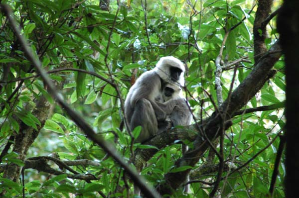 Deep in the woods, we come across these Langur Monkeys high in the trees (see bulletin board for more details)