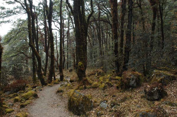 Our trail is returning to the tranquil forest once again