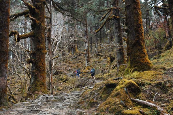 The peace and serenity of the forest again