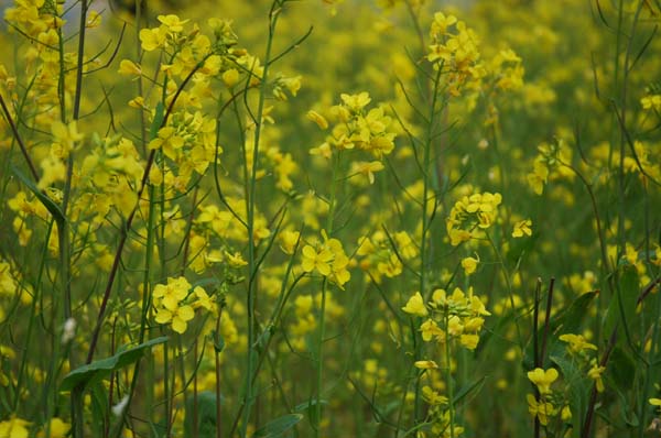 Dawa tells us this is a mustard plant