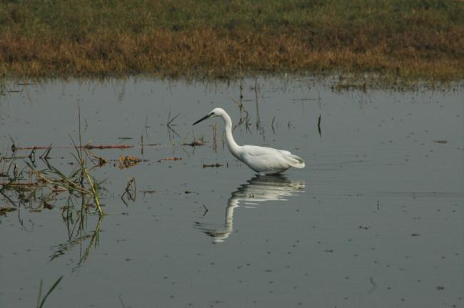 White Egret