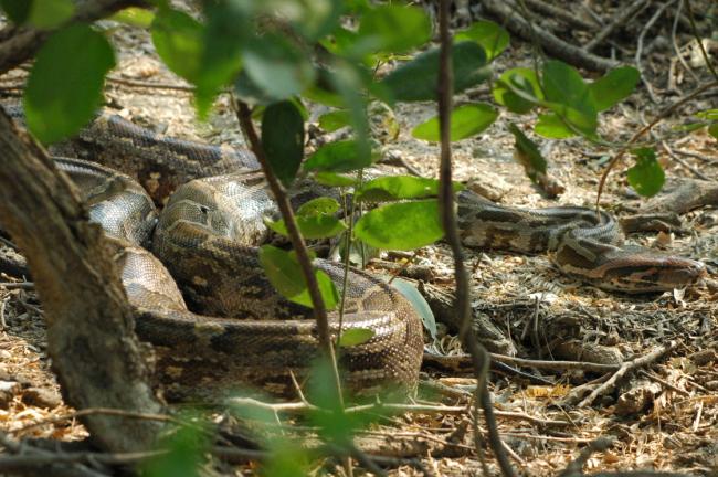 A Python keenly located by our guide, near our walking path around the park.