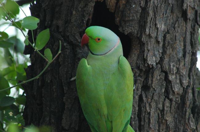 Green Parakeet