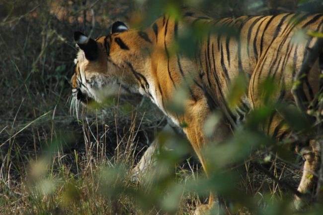 Ranthambore National park, Sawai Modhopur - where we were very fortunate to have witnessed three wild tigers.