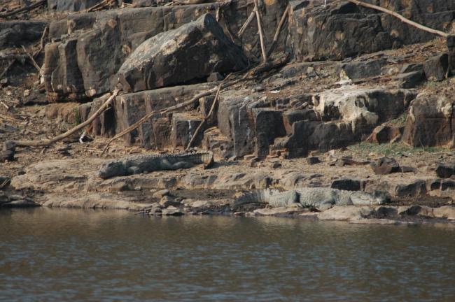 Lazy crocodiles bathing by the river