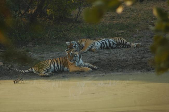 Our second tiger sighting, later in the afternoon.