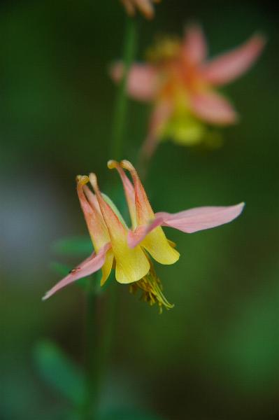 Mountain Lily