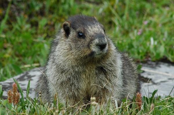 Cute Marmot on the Trail