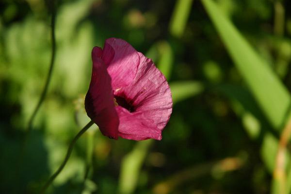 A purple poppy - apparently this colour is pretty rare.
